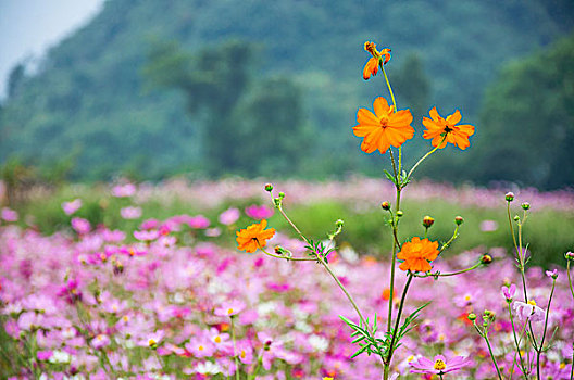 格桑花