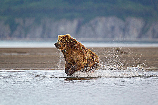 棕熊,追逐,三文鱼,太平洋鲑属,湾,卡特麦国家公园,阿拉斯加,美国