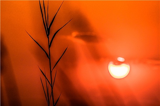 奥卡万戈三角洲,日落