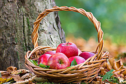 新鲜,苹果,篮子,秋天,花园