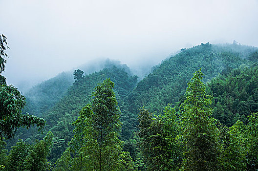 雨雾山景