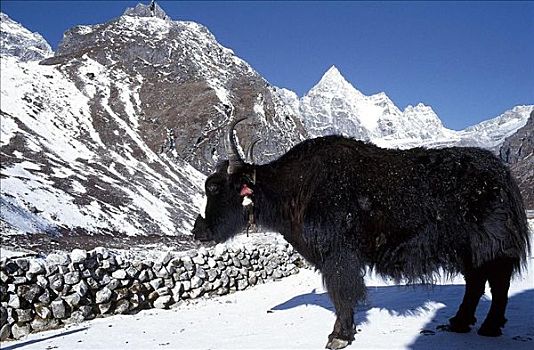 牛,牦牛,宠物,哺乳动物,雪中,尼泊尔,亚洲,动物