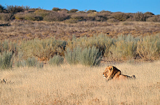 狮子,雄性,卧,草,卡拉哈迪大羚羊国家公园,北开普,南非,非洲