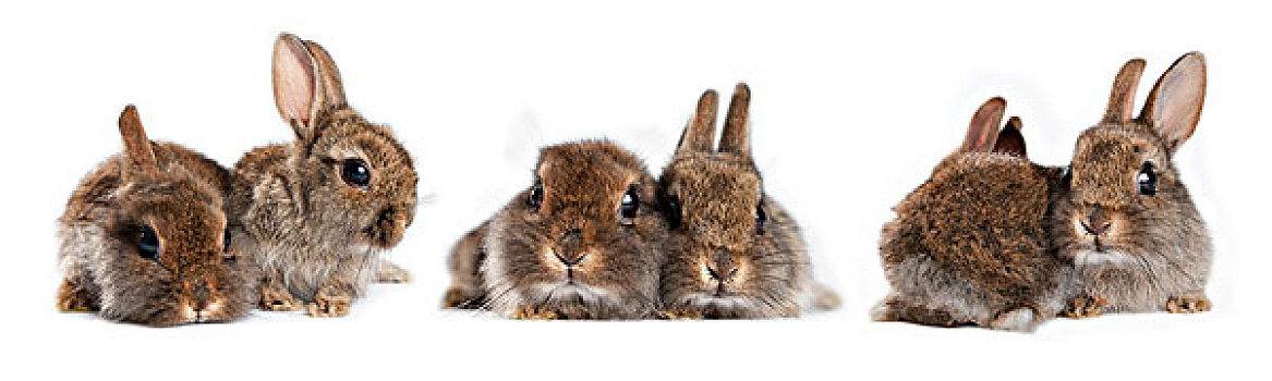 三个,两个,年轻,矮小,兔子,兔豚鼠属