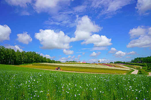 北海道,夏天