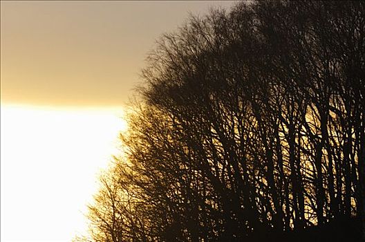 剪影,桦树,日落,瑞典