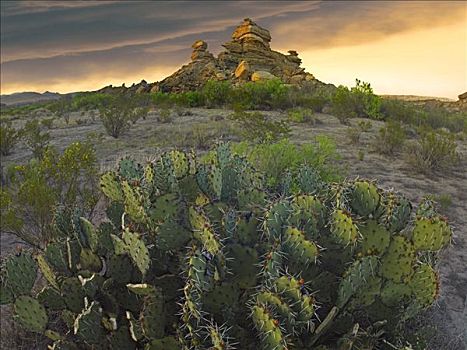 仙人掌,怪岩柱,大湾国家公园,奇瓦瓦沙漠,德克萨斯