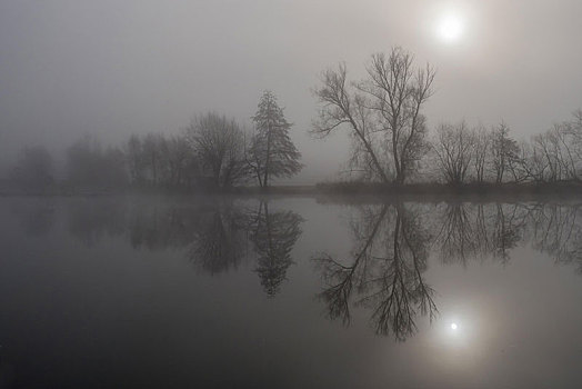 雾,秃树,反射,河,黑森州,德国,欧洲