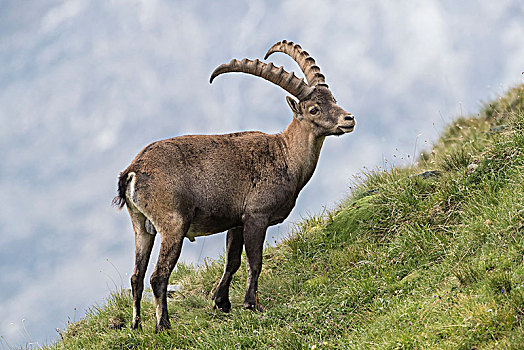 阿尔卑斯野山羊,羱羊,上陶恩山国家公园,卡林西亚,奥地利,欧洲