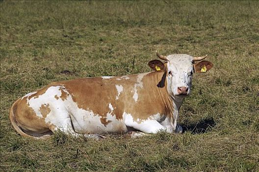 母牛,躺下,上巴伐利亚,德国,欧洲