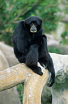 合趾猿,坐在树上,迈阿密动物园,佛罗里达,美国