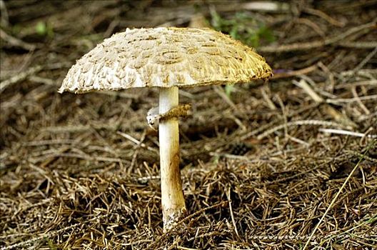 伞状蘑菇,高环柄菇