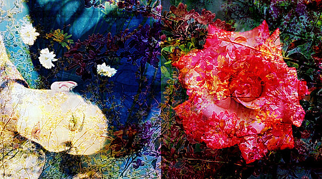 女人,植物,花,玫瑰,特写,彩色