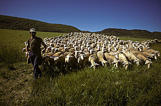 牧羊人,成群