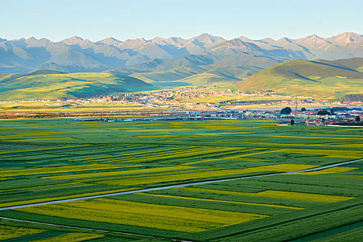 田野