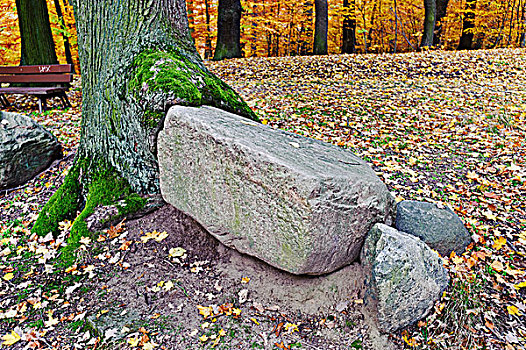树,石头,公园,柏林,德国,欧洲