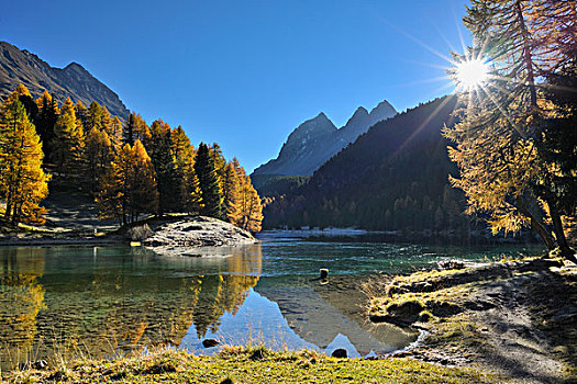 湖,落叶松,太阳,秋天,瑞士