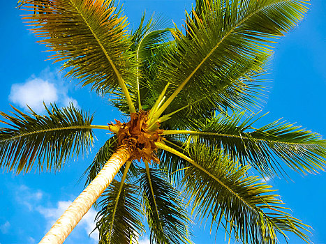 椰树,上方,鲜明,蓝天
