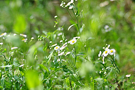 野菊