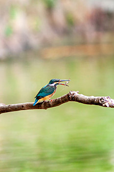 一只栖息于清澈溪涧,站立在树枝上伺机捕食鱼虾的普通翠鸟