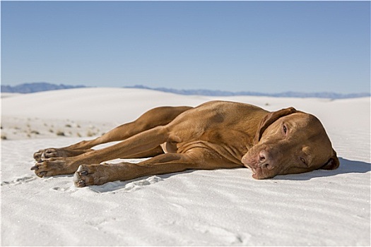狗,放入,荒芜,沙子