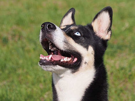 哈士奇犬,母狗