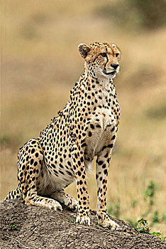猎豹,猫科动物,猎捕,肯尼亚