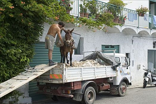 驴,建筑,垃圾,阿马尔菲海岸,坎帕尼亚区,意大利南部,欧洲