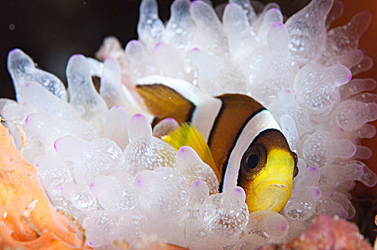 葵鱼,白色,海葵,印度尼西亚