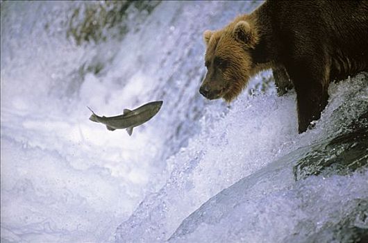 大灰熊,棕熊,尝试,抓住,野生,三文鱼,阿拉斯加