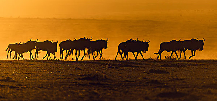 蓝角马,角马,牧群,剪影,日出,马赛马拉,肯尼亚,非洲