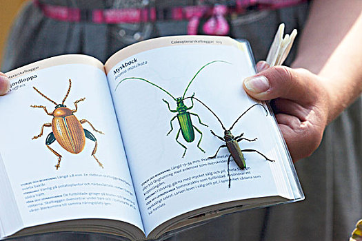 甲虫,书本