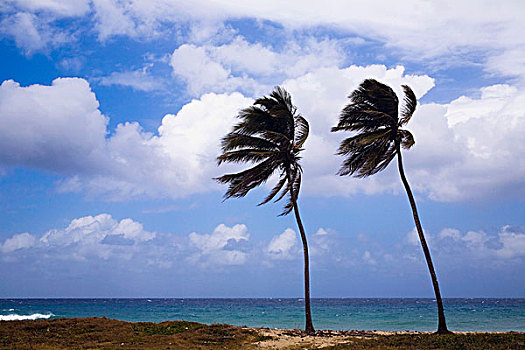 棕榈树,瓦拉德罗,古巴