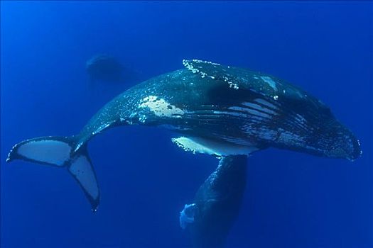 夏威夷,驼背鲸,大翅鲸属,鲸鱼,水下