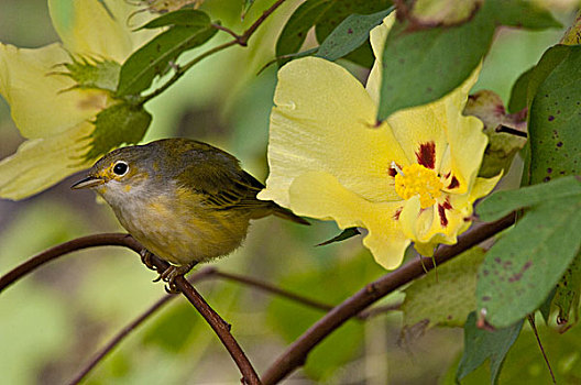 黄色,鸣禽,美洲黄莺,高地,圣克鲁斯岛,加拉帕戈斯群岛,厄瓜多尔