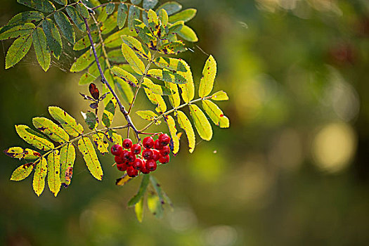 欧洲花楸,枝条,红色浆果,秋天,阳光