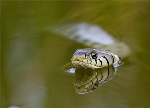 草蛇,游蛇