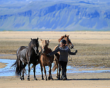 骑马,海滩,斯奈山半岛,冰岛