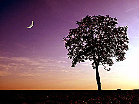 新月,树,黄昏