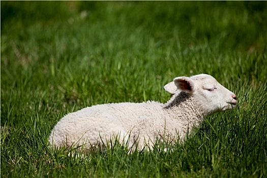 睡觉,羊羔