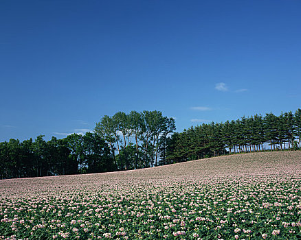 山,盛开,花,土豆