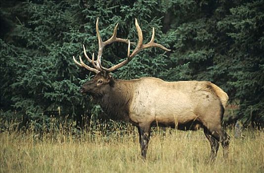 麋鹿,鹿属,雄性动物,碧玉国家公园,艾伯塔省,加拿大,北美