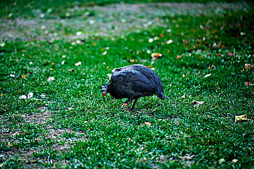一只乌鸡在绿色的草地上觅食