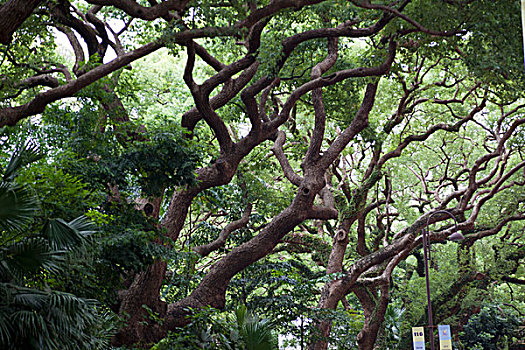 菩提树,树,九龙,公园,香港