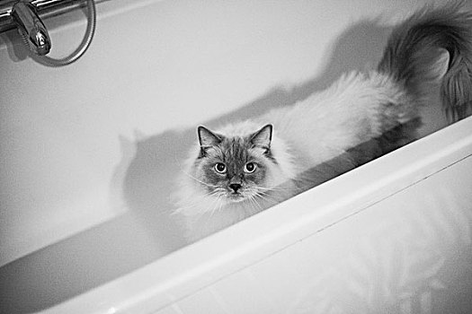 俯拍,猫咪照片,浴缸