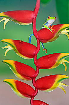 红眼树蛙,海里康属植物,花,哥斯达黎加