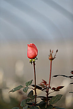 玫瑰花