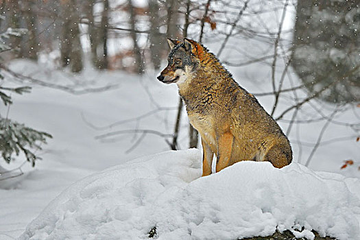 头像,狼,冬天,巴伐利亚森林国家公园,巴伐利亚,德国