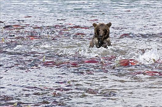 棕熊,觅食,三文鱼,堪察加半岛,俄罗斯