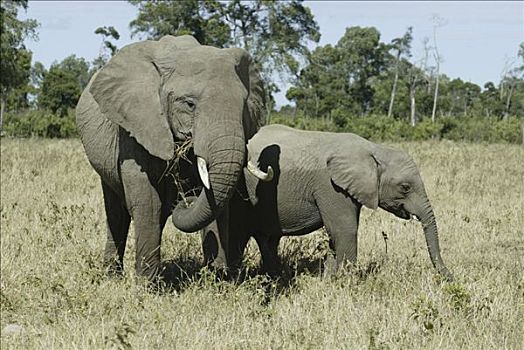 非洲,灌木,大象,非洲象,马赛马拉,肯尼亚